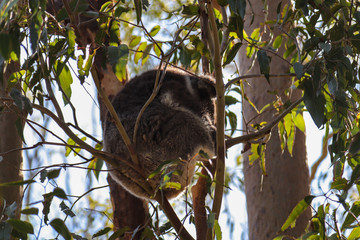 Cute koala sleeping on tree branches at daytime