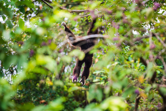 Monkey swings freely in forest