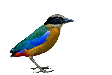 Blue-winged Pitta on white background.