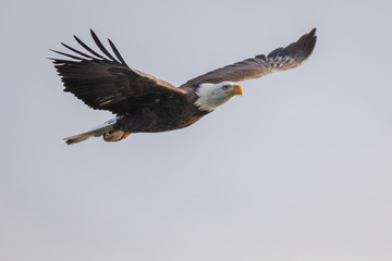 Bald Eagle Flyby