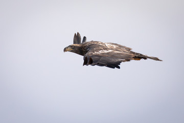 Subadult Eagle Flyby
