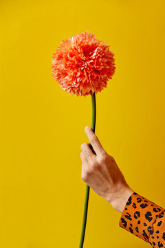 A Female Hand Holding A Dahlia Flower