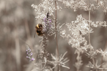 Shaggy bumblebee sitting on mauve meadow flower. Sepia tones, close-up