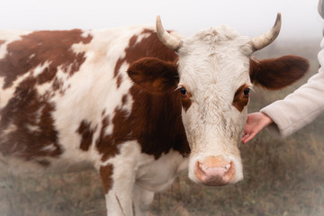 Close up photo of the red and white cow that stands among the meadow in fog and looking at the camera