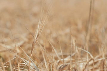 Ear in the field on blurred background. Selective focus, shallow depth of field