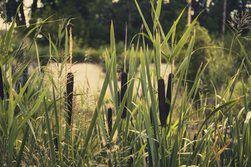 Reeds thickets with flowers on blurred background in the light of the sun © Alina