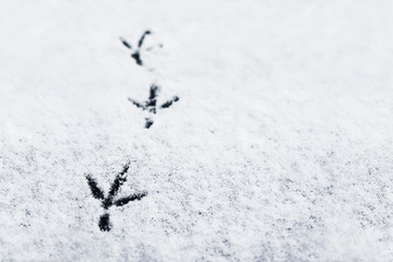 Bird footprints on fresh snow in winter. Close-up, shallow depth of field