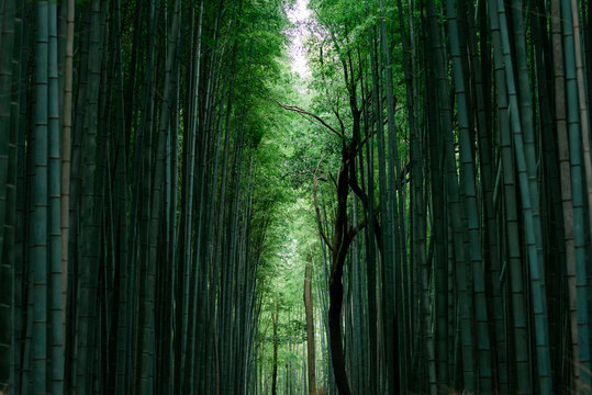 Fototapeta Japanese bamboo in garden of Kyoto temple