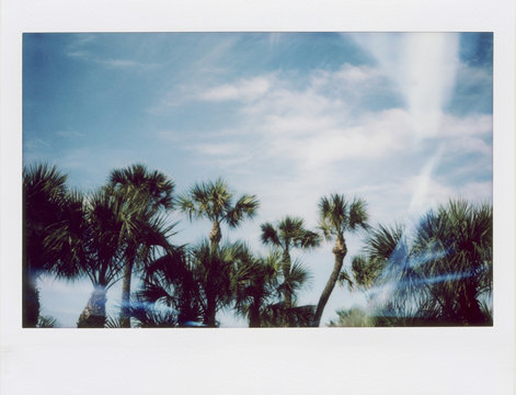 Instant Film Photograph of Palm Trees Against A Blue Sky With Sun Flare