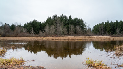 Grass Lake, Wetlands Area, Olympia Washington