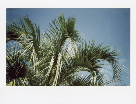 Instant Film Photograph of A Palm Tree Blowing IN The Wind