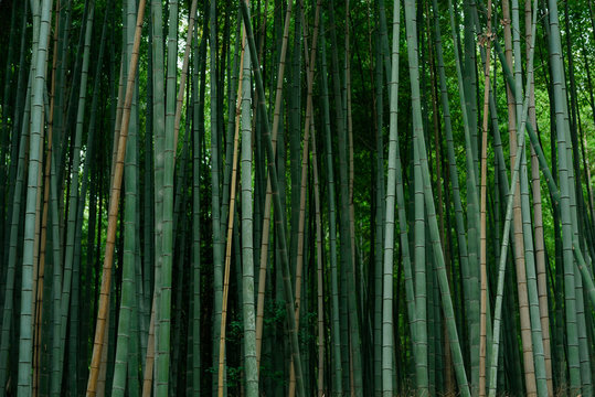 Japanese bamboo in garden of Kyoto temple