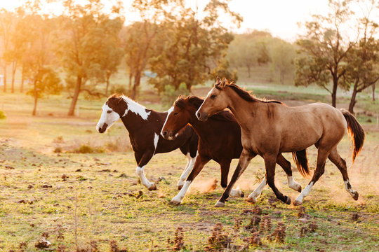 3 horses running
