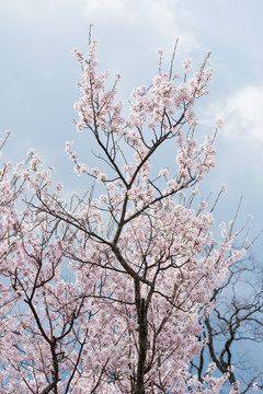 Blooming cherry in Japan