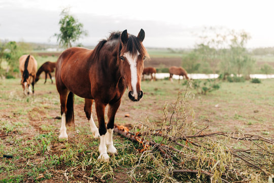 unbroken horse