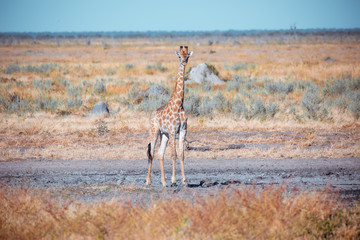 South African giraffe calf Chobe, Botswana safari