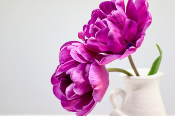 two Vibrant violet double tulips in a white vase on a light background