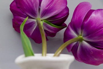 two bashful magenta tulips with a case of social anxiety,  in a white vase