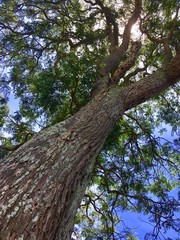 Big Tree