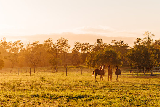Arabian horses at sunrise