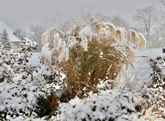 Miscanthus, ornamental grasses, with hoarfrost and snow, pine trees in the background