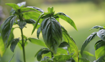Perfect basil plant against a greenish yellow bokeh background of the garden