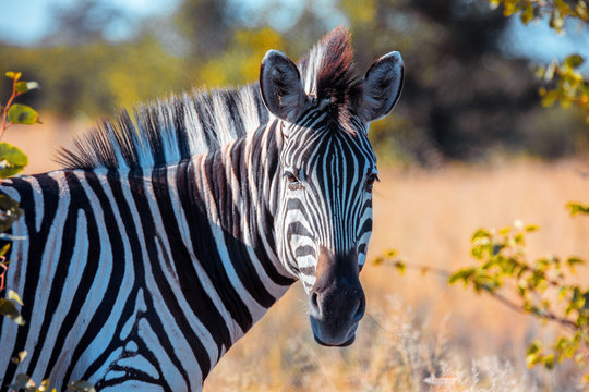 Zebra in african bush, Okavango, Botsvana Africa