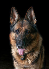 German shepherd shot in the studio on a black background. Dog is a friend of man.