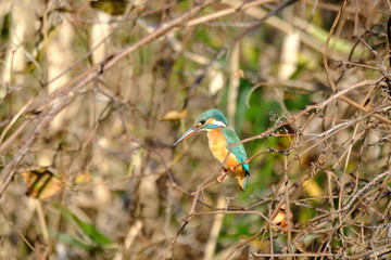 kingfisher on branch