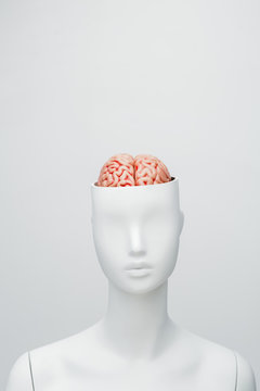 Female white mannequin with the top of the head opened. Can see the brain inside
