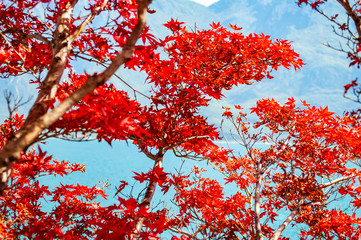 Vibrant vivid red maple tree leaves growing on western coast of Garda lake in Limone Sul Garda, Italy