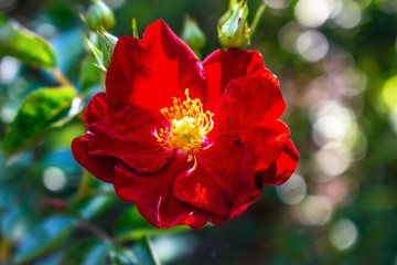 Obraz premium Red Wild Rose
