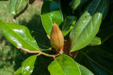 Magnolia bud and green leaves closeup as floral background