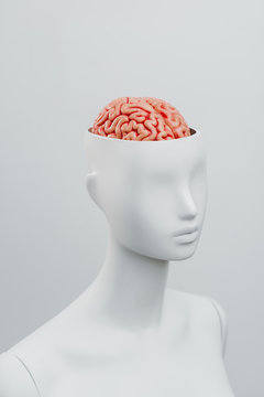 Female white mannequin with the top of the head opened. Can see the brain inside