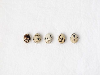 Fresh organic quail eggs all in a row