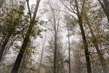 Big old trees all in fog, beatiful nature