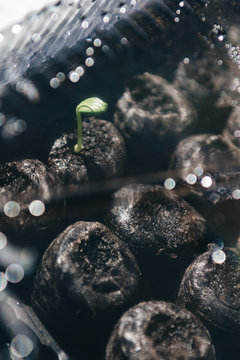 Seedling in the sun