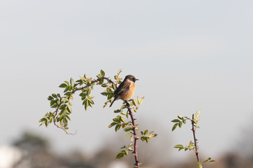 Stonechat_4