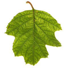 Obraz premium Green leaf of hydrangea, isolated on white background