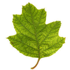 Green leaf of hydrangea, isolated on white background