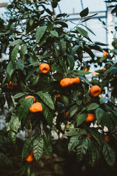 Citrus Tree