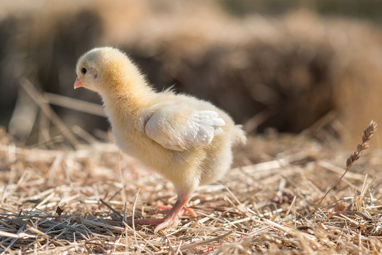 Baby Chicks