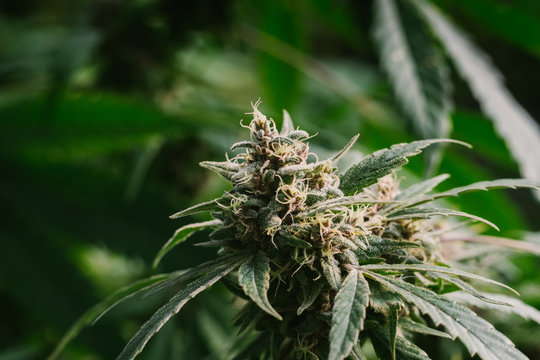 Macro Of Final Stage Of Cannabis Flowering.