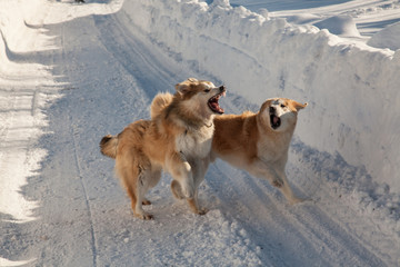 Dogs play on a village street in winter