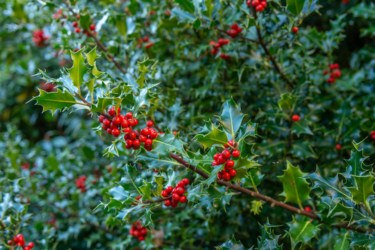 red berries on a holly branch