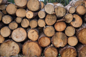 pile of woods closeup in the forest 