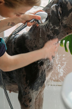 Crop female showering dog