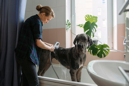 Woman washing of foam from dog