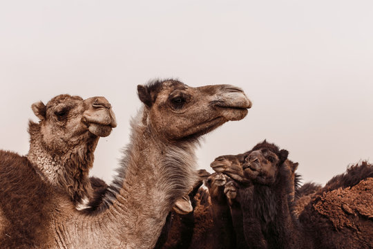 Camel reunion