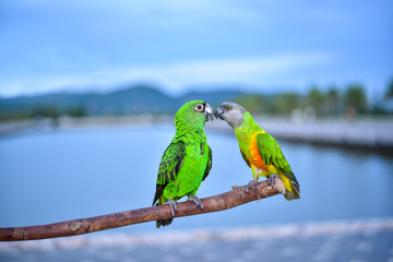 Two beautiful green parrot on branch